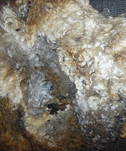 Fleece - 1728