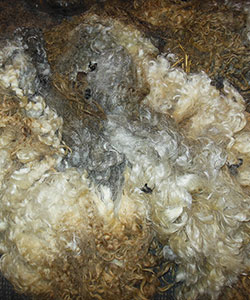 Fleece - 1714