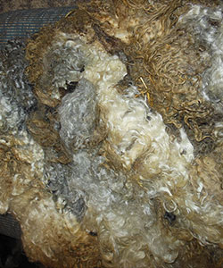Fleece - 1714