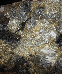 Fleece - 1716