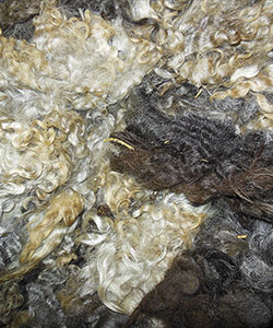 Fleece -1728