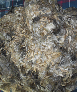 Wyncrest Fleeces