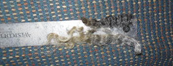 Fleece - Victoria