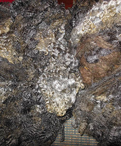 Fleece - Victoria