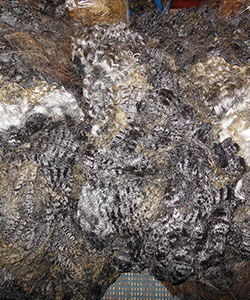 Fleece - Victoria