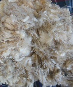 Wyncrest Fleeces