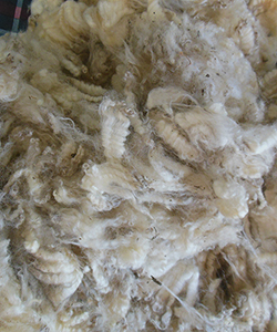 Wyncrest Fleeces