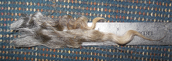 Fleece - 509