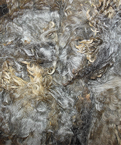 Fleece - 509
