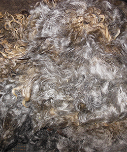 Fleece - 509