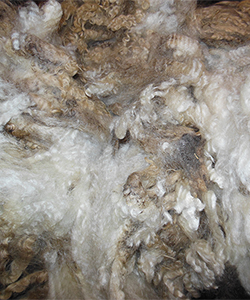 Fleece - Emily 1606