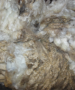 Fleece - Emily 1606