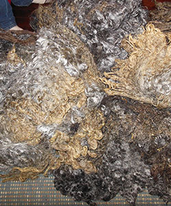 Fleece - Victoria