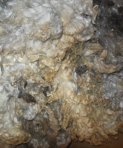 Fleeces