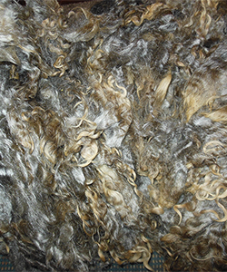 Fleece - Lizzy