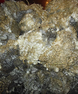 Fleece - Victoria