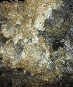Fleece - Victoria