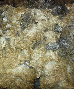 Fleece - Victoria