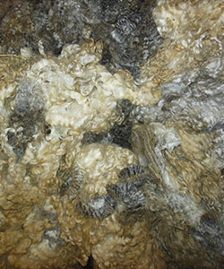Fleece - Victoria