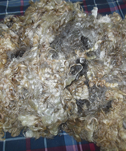 Wyncrest Fleece