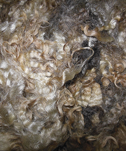 Wyncrest Fleeces
