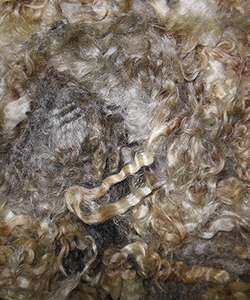 Wyncrest Fleeces