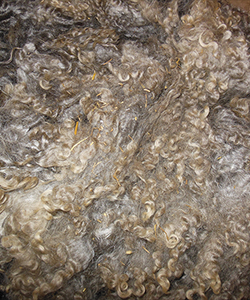 Fleece - Victoria
