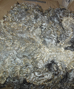 Fleece - Victoria