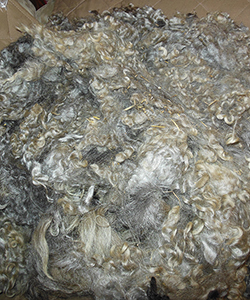 Fleece - Victoria
