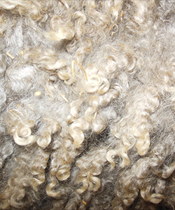 Fleece - Victoria