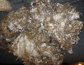 Fleece - Victoria
