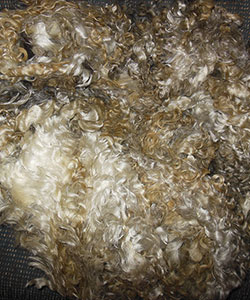 Fleece - Victoria