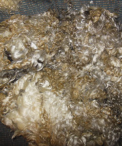 Fleece - 1728