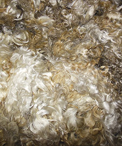 Fleece - Victoria