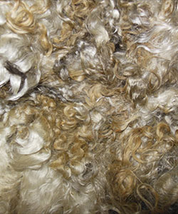 Fleece -Vivian