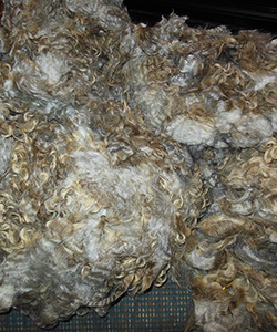 Wyncrest Fleeces