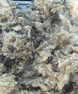 Wyncrest Fleeces