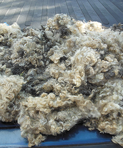 Wyncrest Fleeces