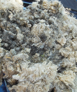 Wyncrest Fleeces