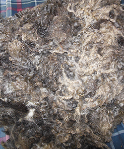 Wyncrest Fleeces