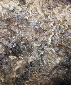 Wyncrest Fleeces