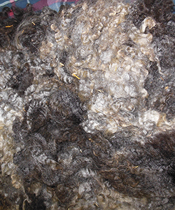 Wyncrest Fleeces