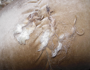 Frappe Fleece