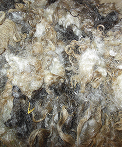 Wyncrest Fleeces