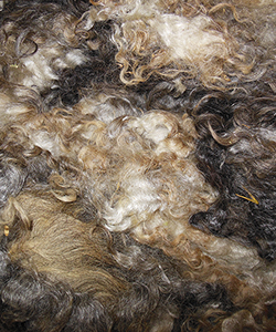 Frappe Fleece
