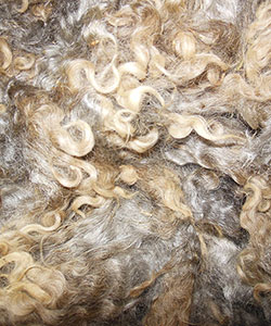 WyncrestF leeces
