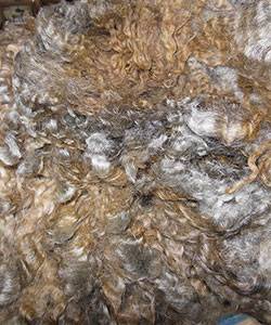 Wyncrest Fleeces