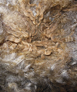 wyncrest Fleeces