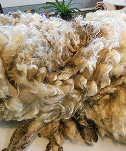 Wyncrest Fleeces