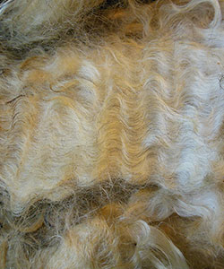 Wyncrest Fleeces